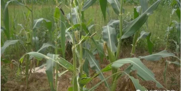 1547698086402821.png image.png